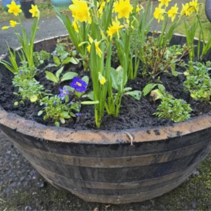 1x Rustic Oak Garden Planter – 33" Width x 13" Height