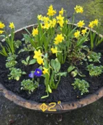 1x Rustic Oak Garden Planter – 33" Width x 13" Height - Image 5